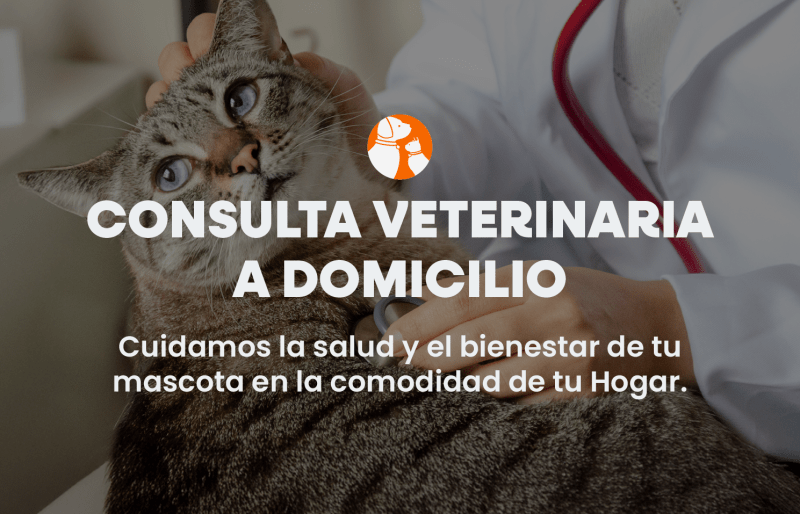 Nuevo servicio: Consulta veterinaria a domicilio
