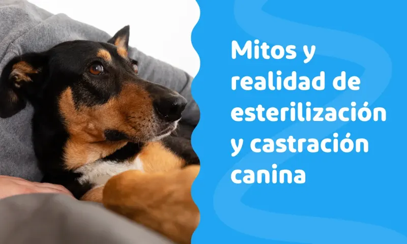 Mitos y realidad de esterilización y castración canina