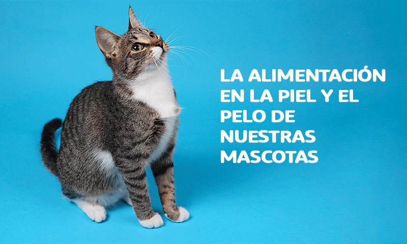 ¿Cómo influye la alimentación en la piel y el pelo de nuestros perros y gatos?