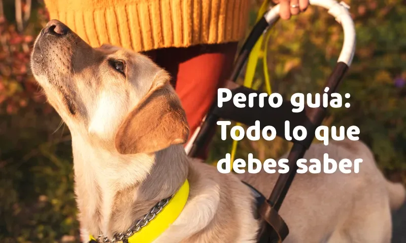 Perro guía: todo lo que debes saber en su día