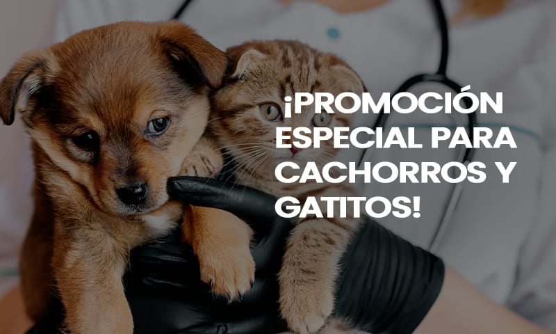  ¡PROMOCIÓN ESPECIAL PARA CACHORROS Y GATITOS! 