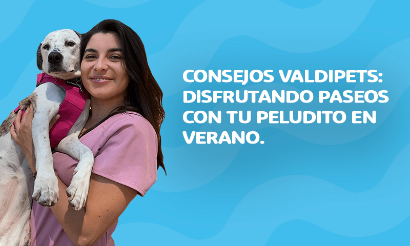 Consejos ValdiPets: Paseos en verano