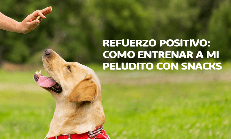 Tips de Entrenamiento para Mascotas: Aprovechando al Máximo los Snacks