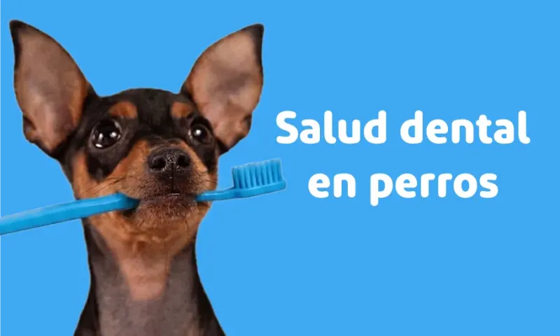 Salud dental en perros