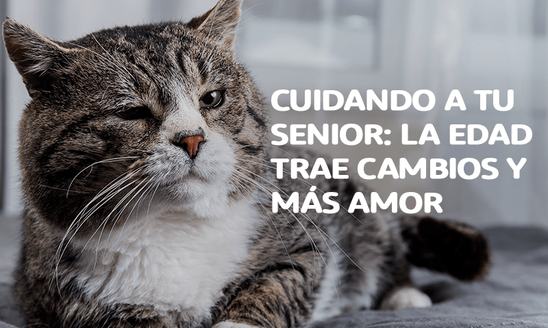 Cuidando a tu mascota senior: la edad trae cambios y más amor