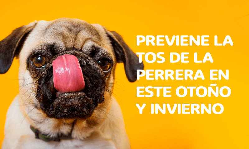 La tos de la perrera