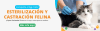 article campana especial de esterilizacion y castracion felina a bajo costo