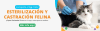 Castracion y esterilizacion felina