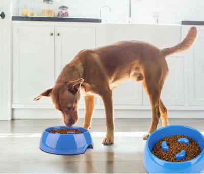 PLATO MASCOTA - SLOW FEEDER ANTIDESLIZANTE1