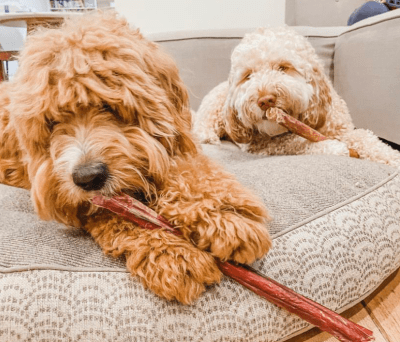 SNACK PERRO - BUG ME - BULLY STICK