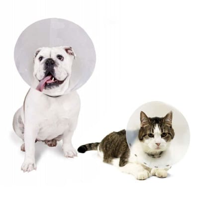 COLLAR ISABELINO - MARBEN PETS - TRANSPARENTE1