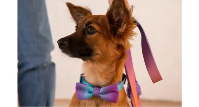 ACCESORIO PERRO - ZEE DOG - WAVE BOW TIE ACCESORIO PERRO - ZEE DOG - WAVE BOW TIE