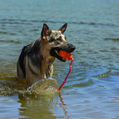JUGUETE PERRO - KONG - AQUA JUGUETE PERRO - KONG - AQUA