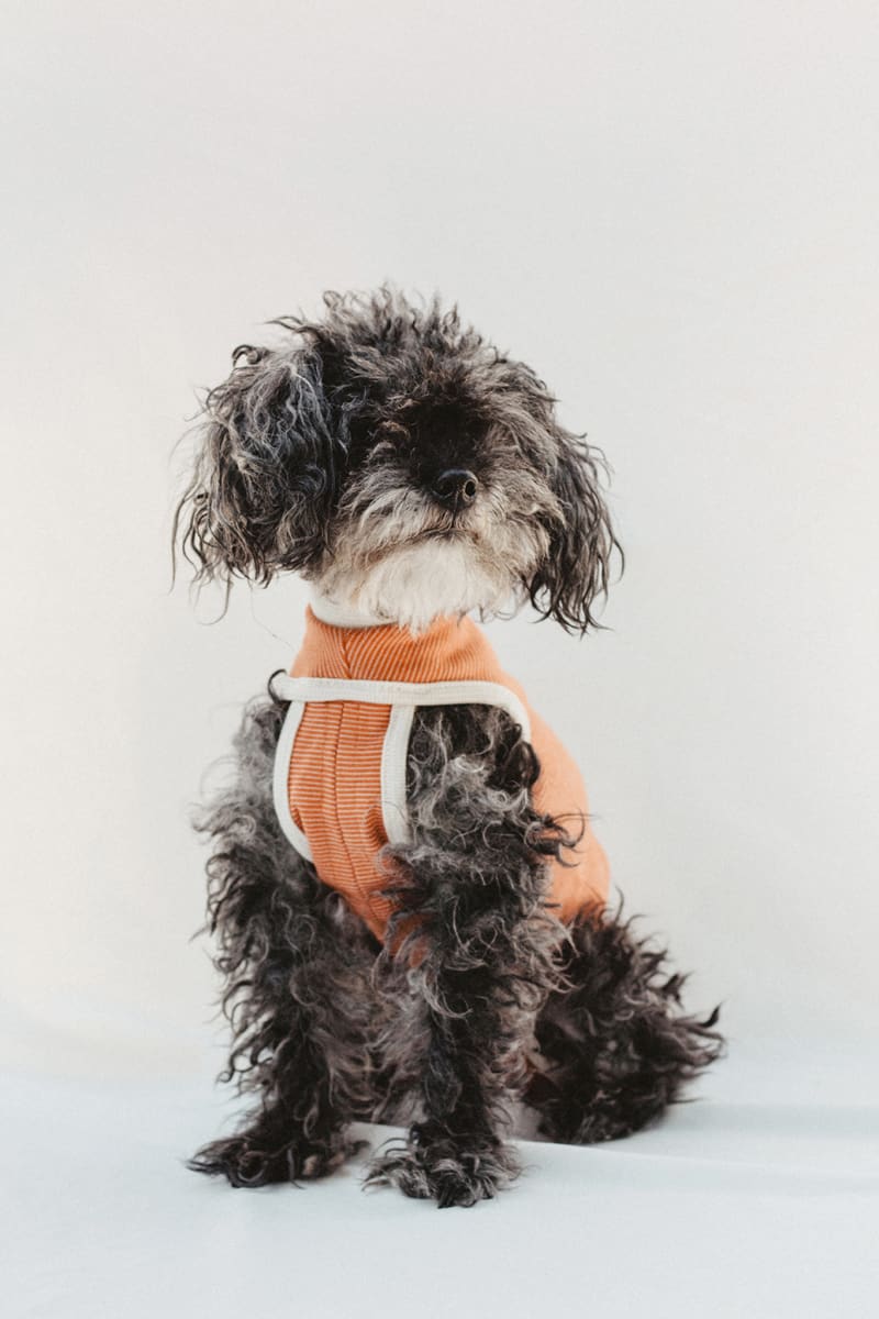 ROPA POSTQUIRURGICA PERROS Y GATOS - KIMBA PETS - BODY2