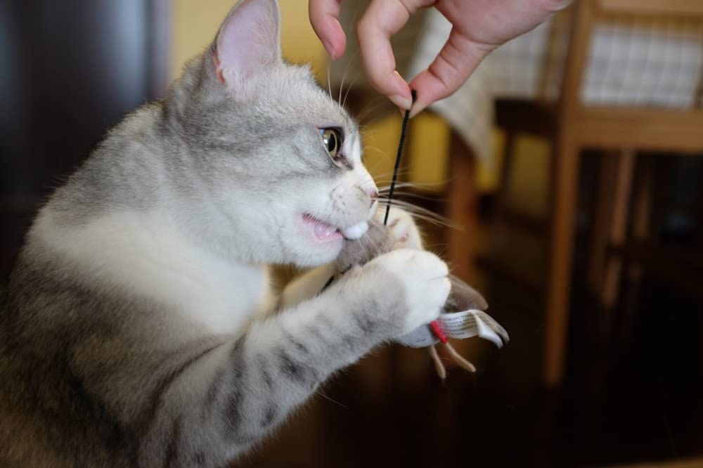 JUGUETE MASCOTA - GIGWI - GRILLO MELODY CHASER5