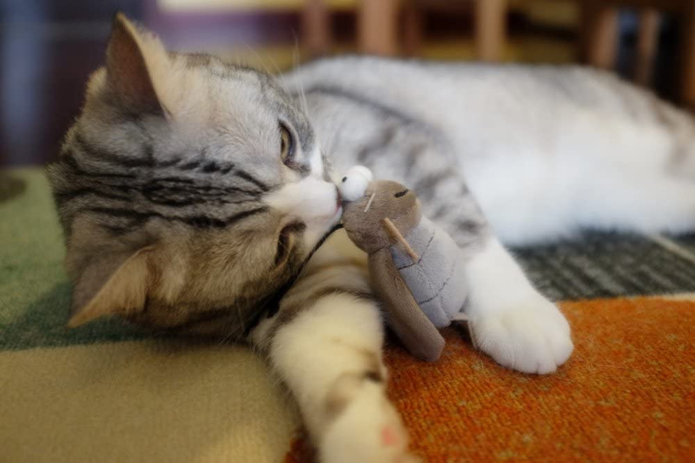 JUGUETE MASCOTA - GIGWI - GRILLO MELODY CHASER2