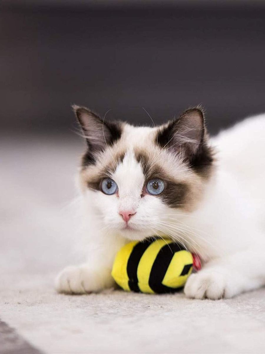 JUGUETE MASCOTA - GIGWI - ABEJA MELODY CHASER1