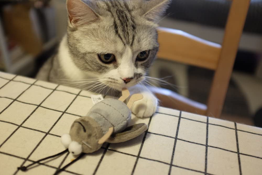 JUGUETE MASCOTA - GIGWI - GRILLO MELODY CHASER4