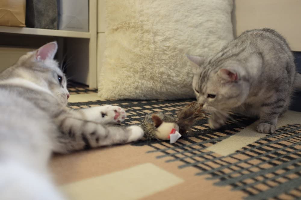 JUGUETE MASCOTA - GIGWI - PAJARO MELODY CHASER6