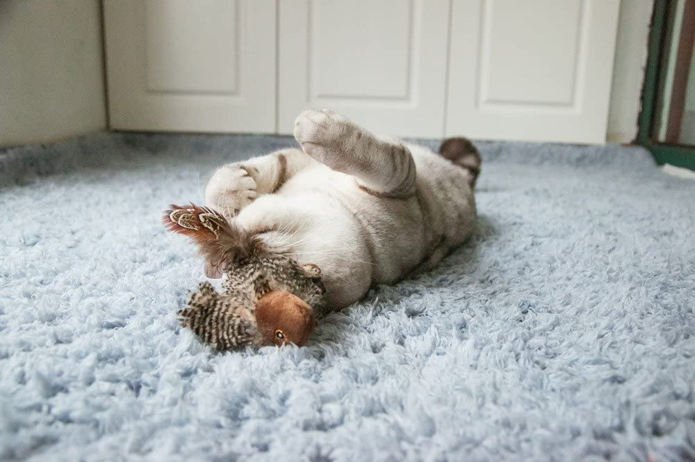 JUGUETE MASCOTA - GIGWI - PAJARO MELODY CHASER4