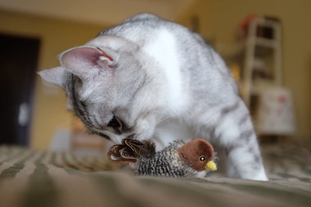 JUGUETE MASCOTA - GIGWI - PAJARO MELODY CHASER3