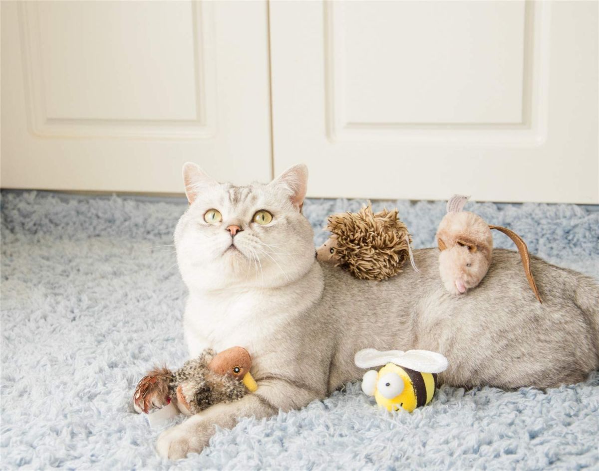 JUGUETE MASCOTA - GIGWI - ERIZO MELODY CHASER4