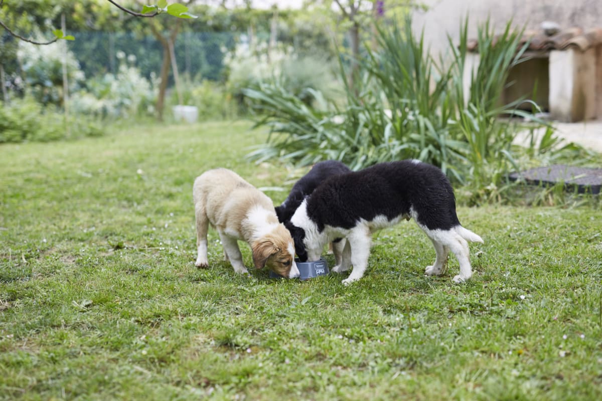 ALIMENTO PERRO - VIRBAC - BABY LARGE & MEDIUM4