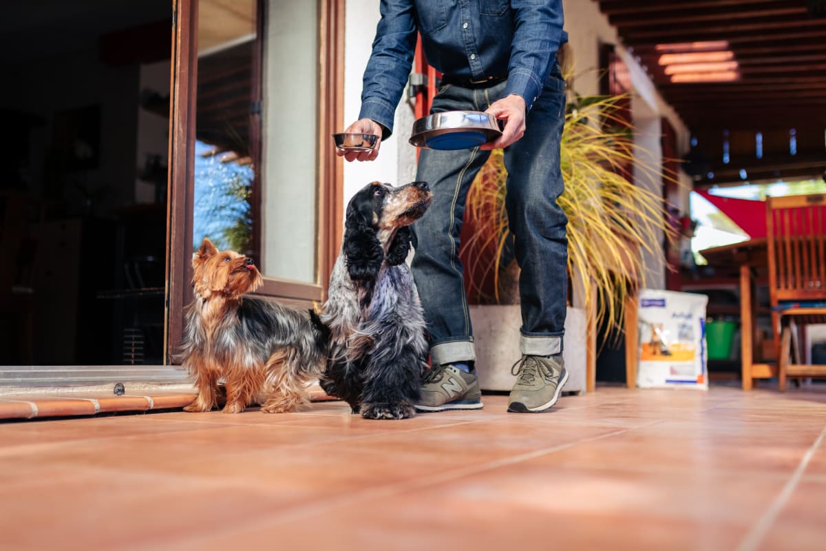 ALIMENTO PERRO - VIRBAC - ADULT SMALL & TOY4