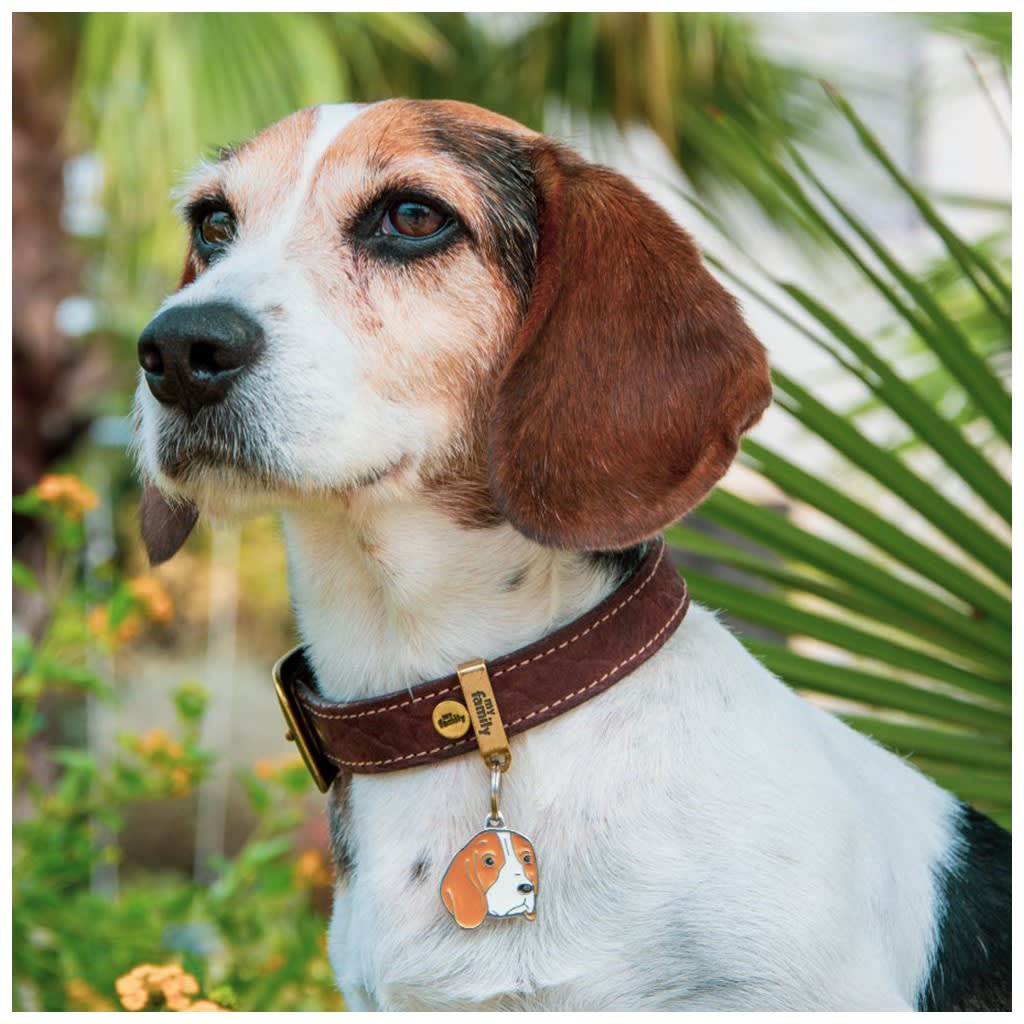 PLACA MASCOTA - MY FAMILY - FRIENDS BEAGLE2