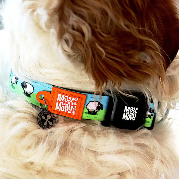 COLLAR MASCOTA - MAX & MOLLY - BLACK SHEEP1