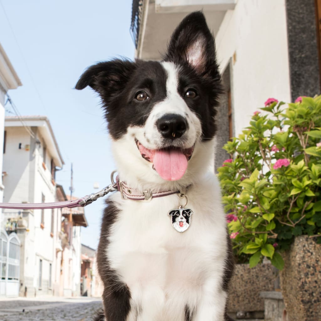 PLACA MASCOTA - MY FAMILY - FRIENDS BORDER COLLIE2