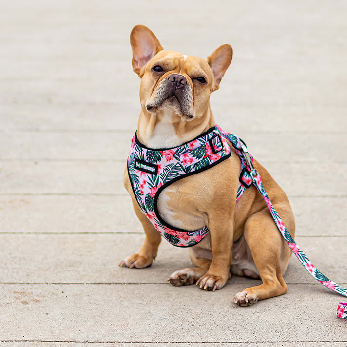 ARNES PERRO - PETLOUNGE - FLOWER POWER7