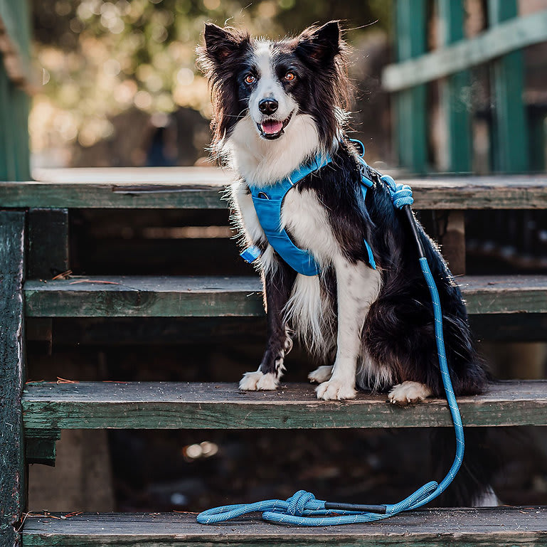 ARNES PERRO - PETLOUNGE - CELESTE OUTDOOR2