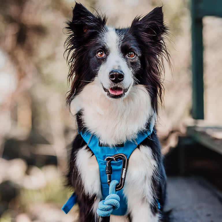 ARNES PERRO - PETLOUNGE - CELESTE OUTDOOR1