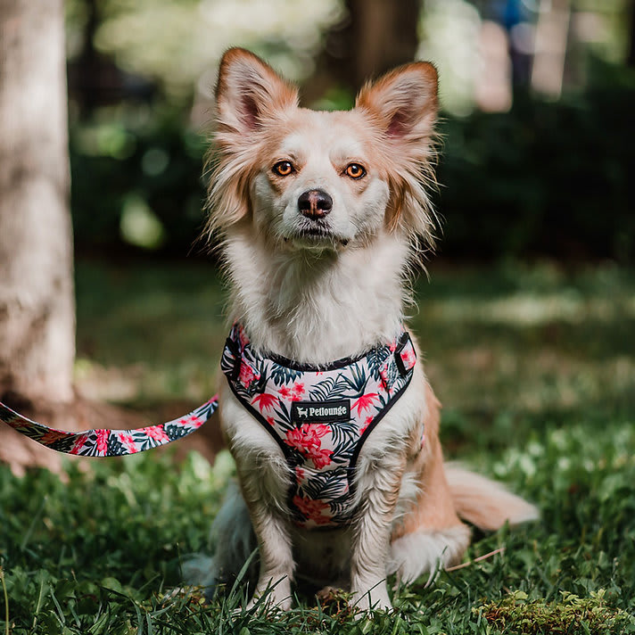 ARNES PERRO - PETLOUNGE - FLOWER POWER2