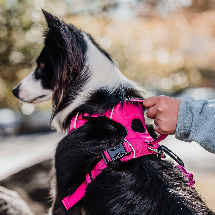 ARNES PERRO - PETLOUNGE - ROSADO OUTDOOR4