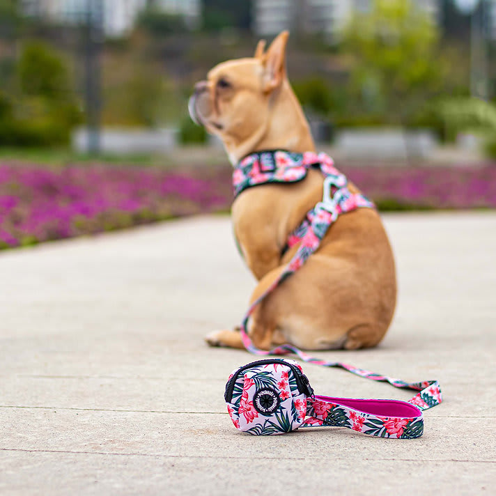 CORREA MASCOTA - PETLOUNGE - FLOWER POWER6