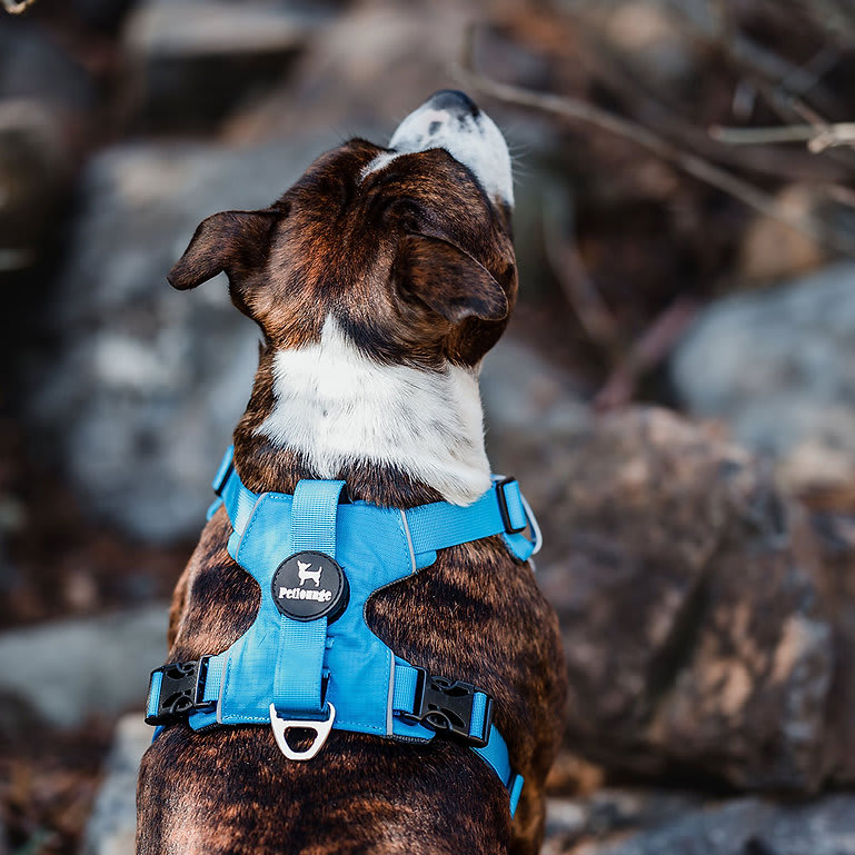 ARNES PERRO - PETLOUNGE - CELESTE OUTDOOR5