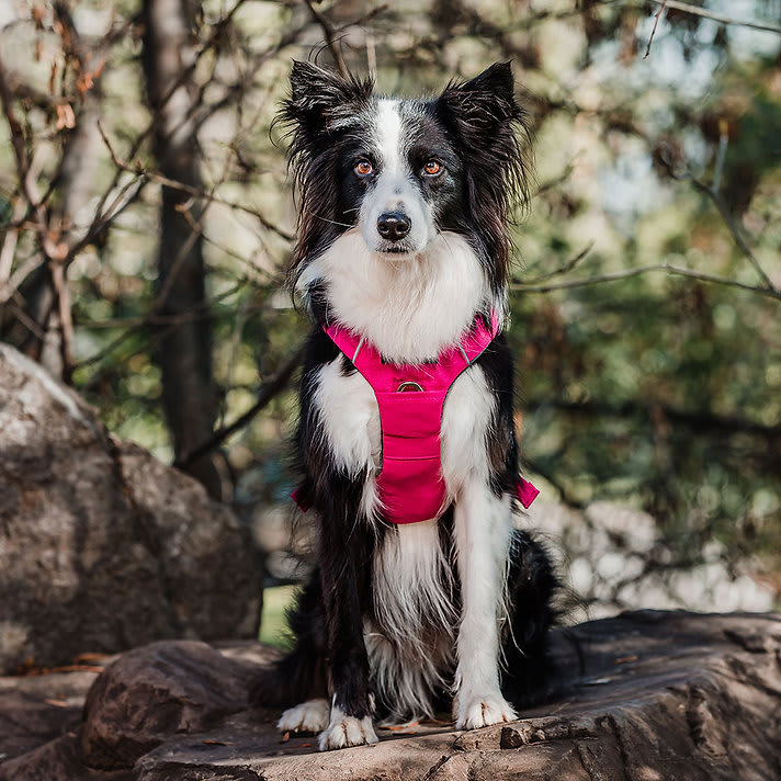 ARNES PERRO - PETLOUNGE - ROSADO OUTDOOR5