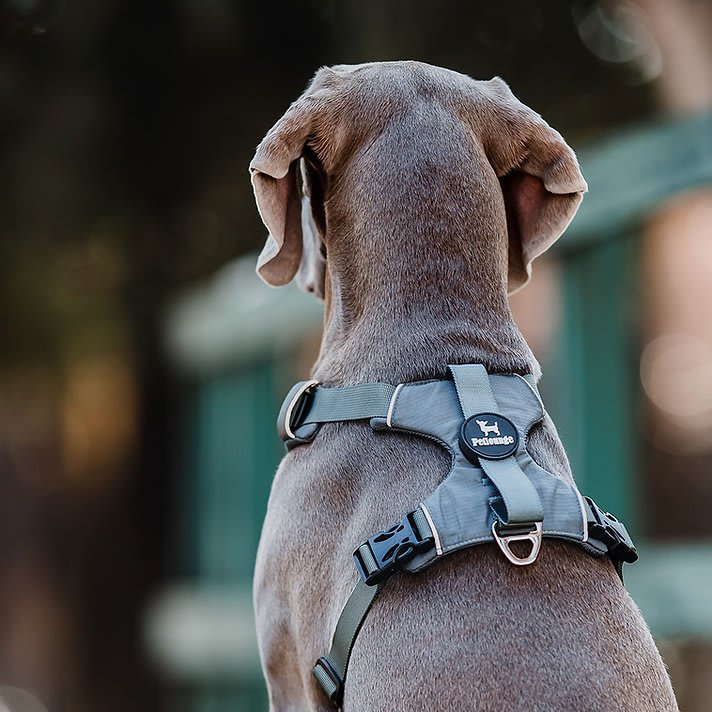 ARNES PERRO - PETLOUNGE - GRIS OUTDOOR1