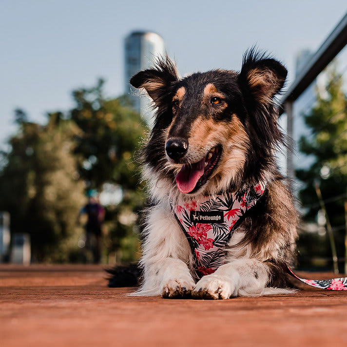 ARNES PERRO - PETLOUNGE - FLOWER POWER3
