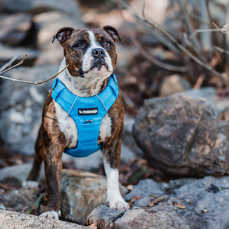 ARNES PERRO - PETLOUNGE - CELESTE OUTDOOR6