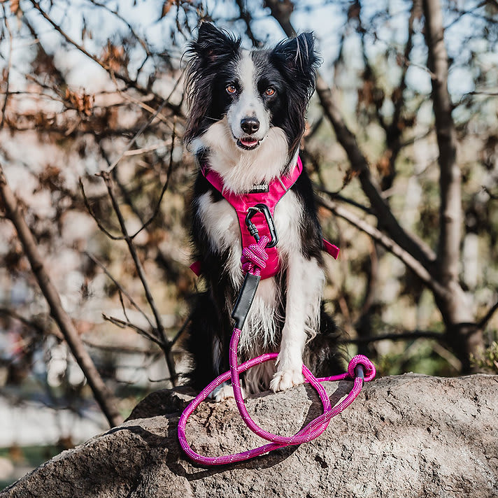 ARNES PERRO - PETLOUNGE - ROSADO OUTDOOR2