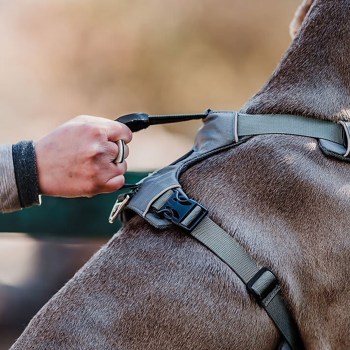 ARNES PERRO - PETLOUNGE - GRIS OUTDOOR3