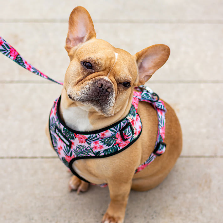 CORREA MASCOTA - PETLOUNGE - FLOWER POWER3