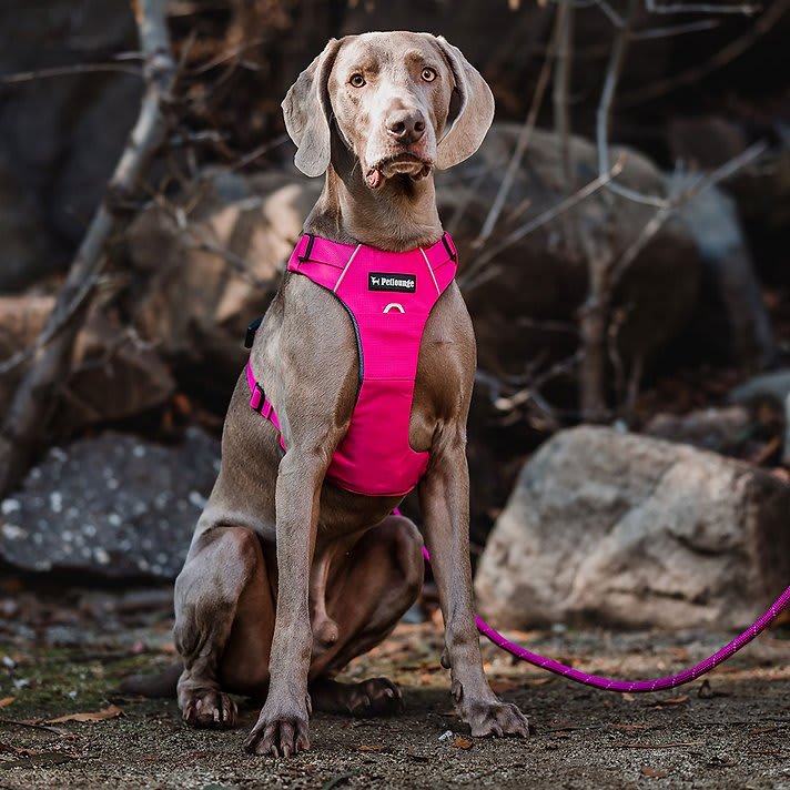 ARNES PERRO - PETLOUNGE - ROSADO OUTDOOR1