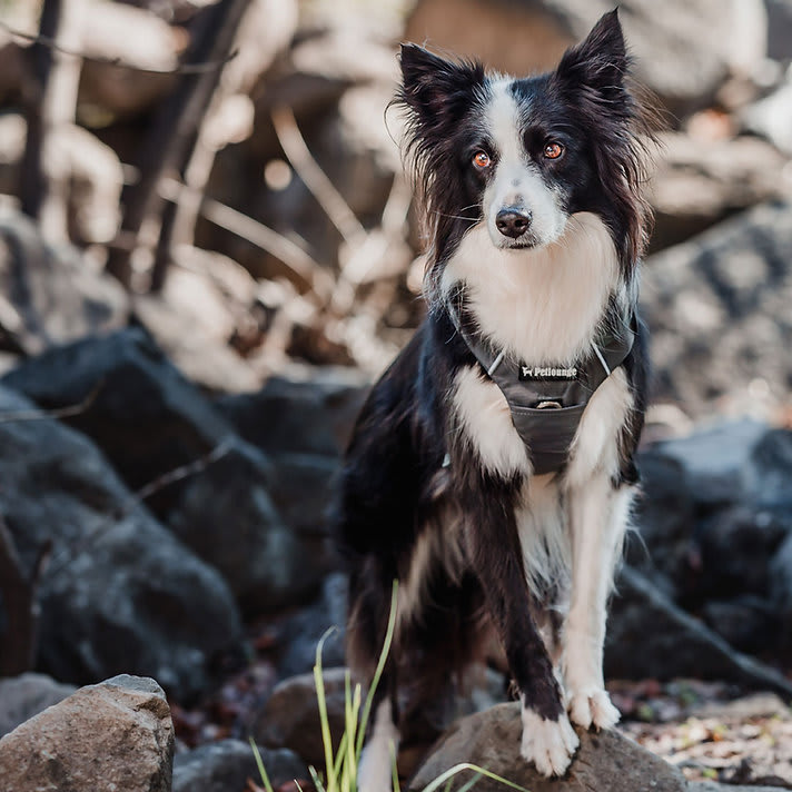 ARNES PERRO - PETLOUNGE - GRIS OUTDOOR8