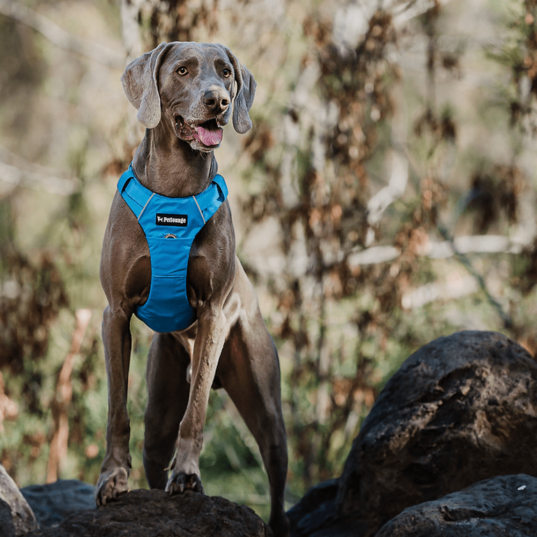 ARNES PERRO - PETLOUNGE - CELESTE OUTDOOR10