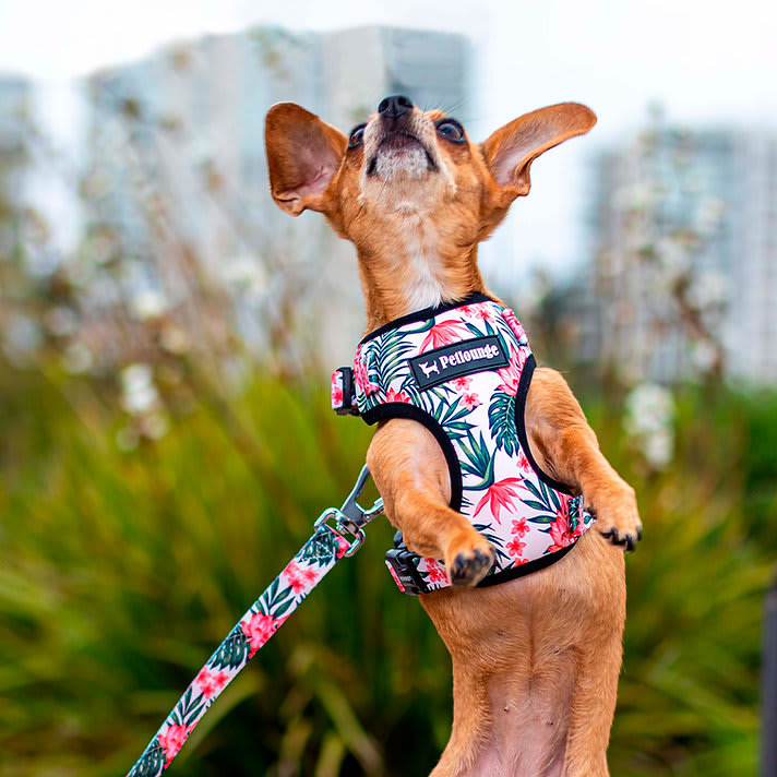 ARNES PERRO - PETLOUNGE - FLOWER POWER6