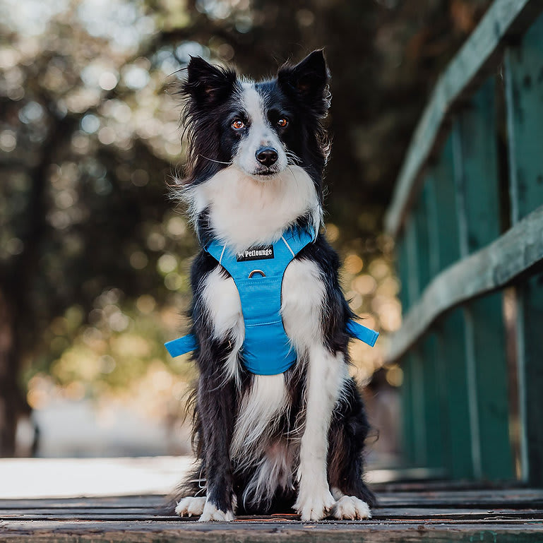 ARNES PERRO - PETLOUNGE - CELESTE OUTDOOR4